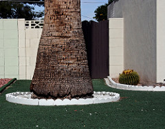 Palm Trees and Cactus Gallery