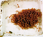 dish of acorn ants